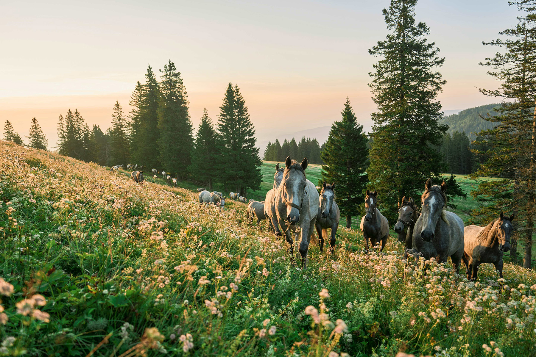 Die Lipizzaner auf Sommerfrische auf der Stubalm
