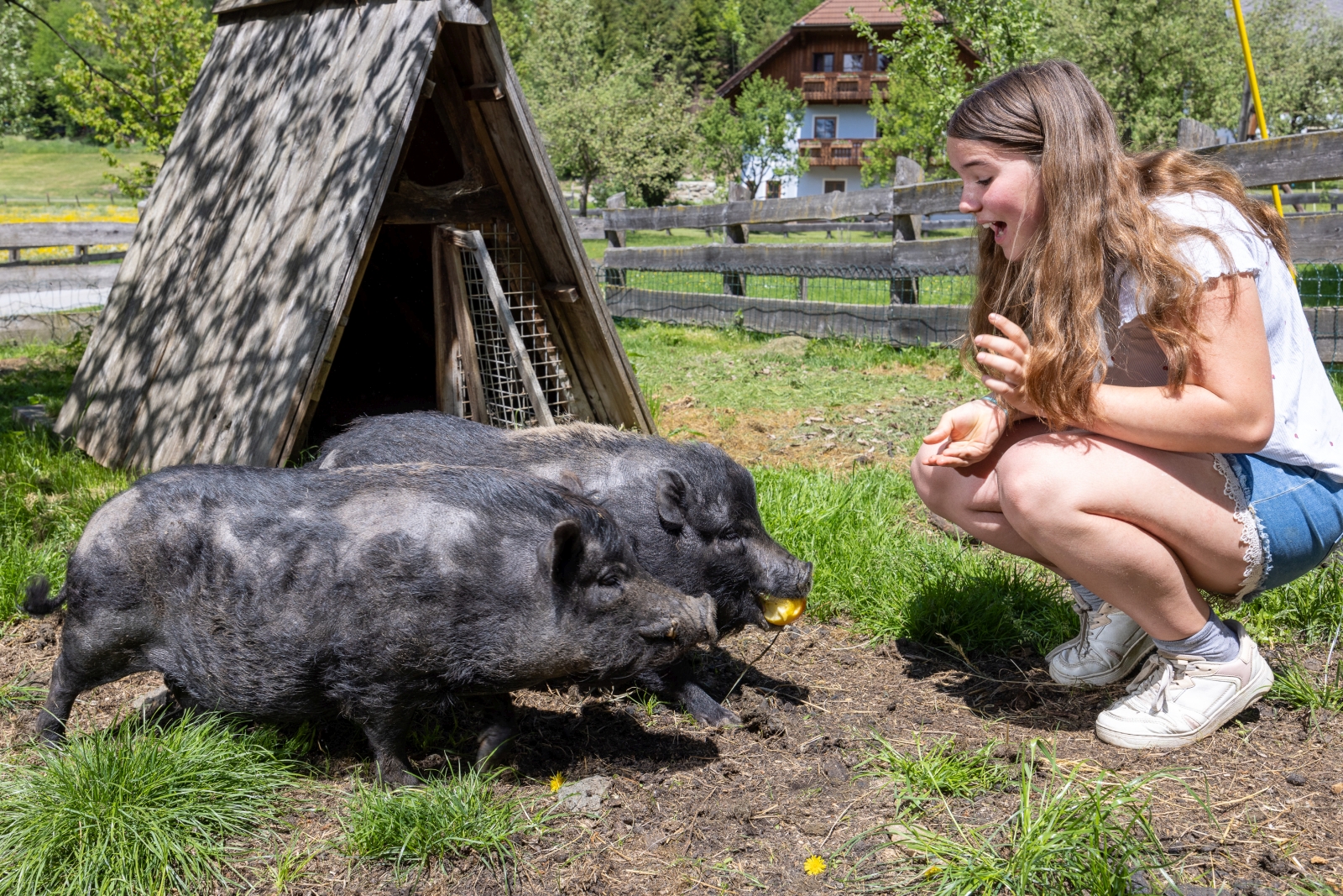 Mädchen mit Schweinen auf einer Wiese