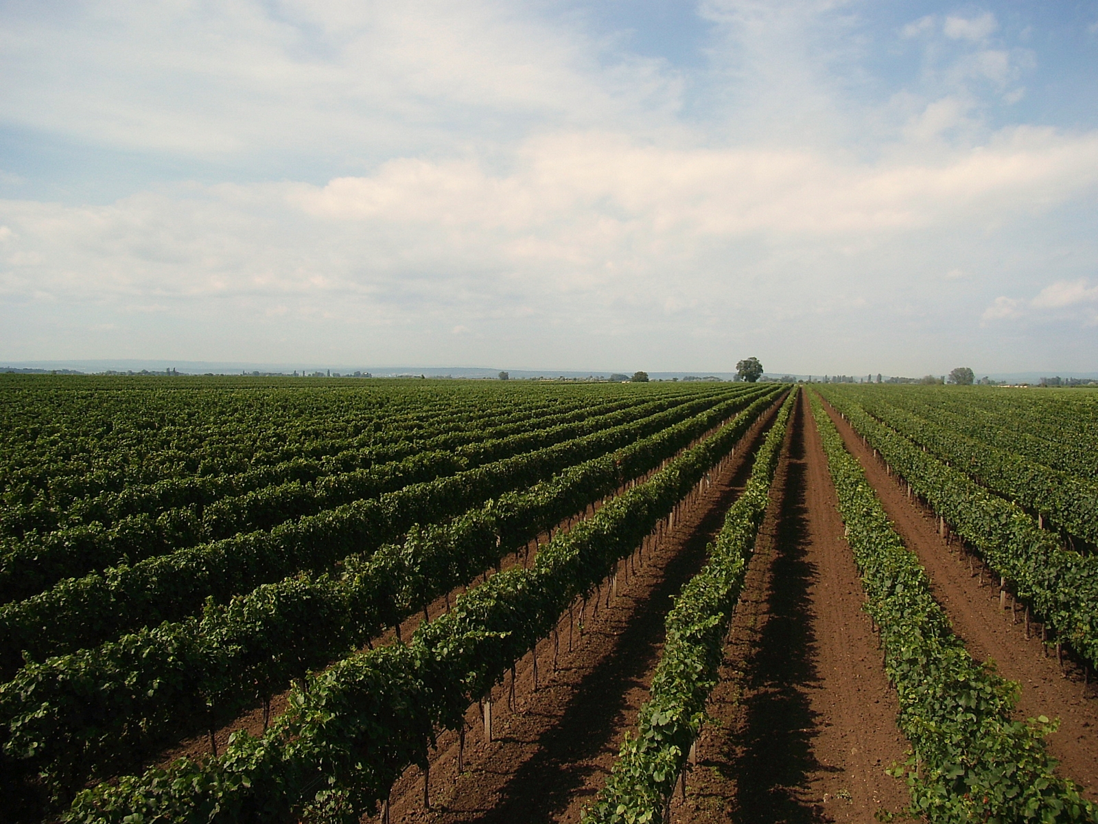 Weinreben Weingut Salzl Seewinkelhof