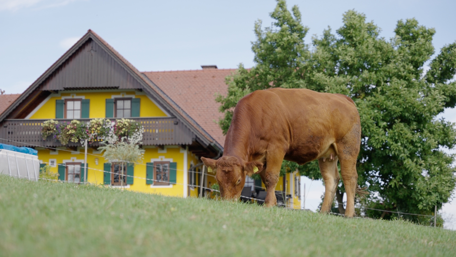 Kuh auf grüner Wiese, dahinter Bauernhofgebäude
