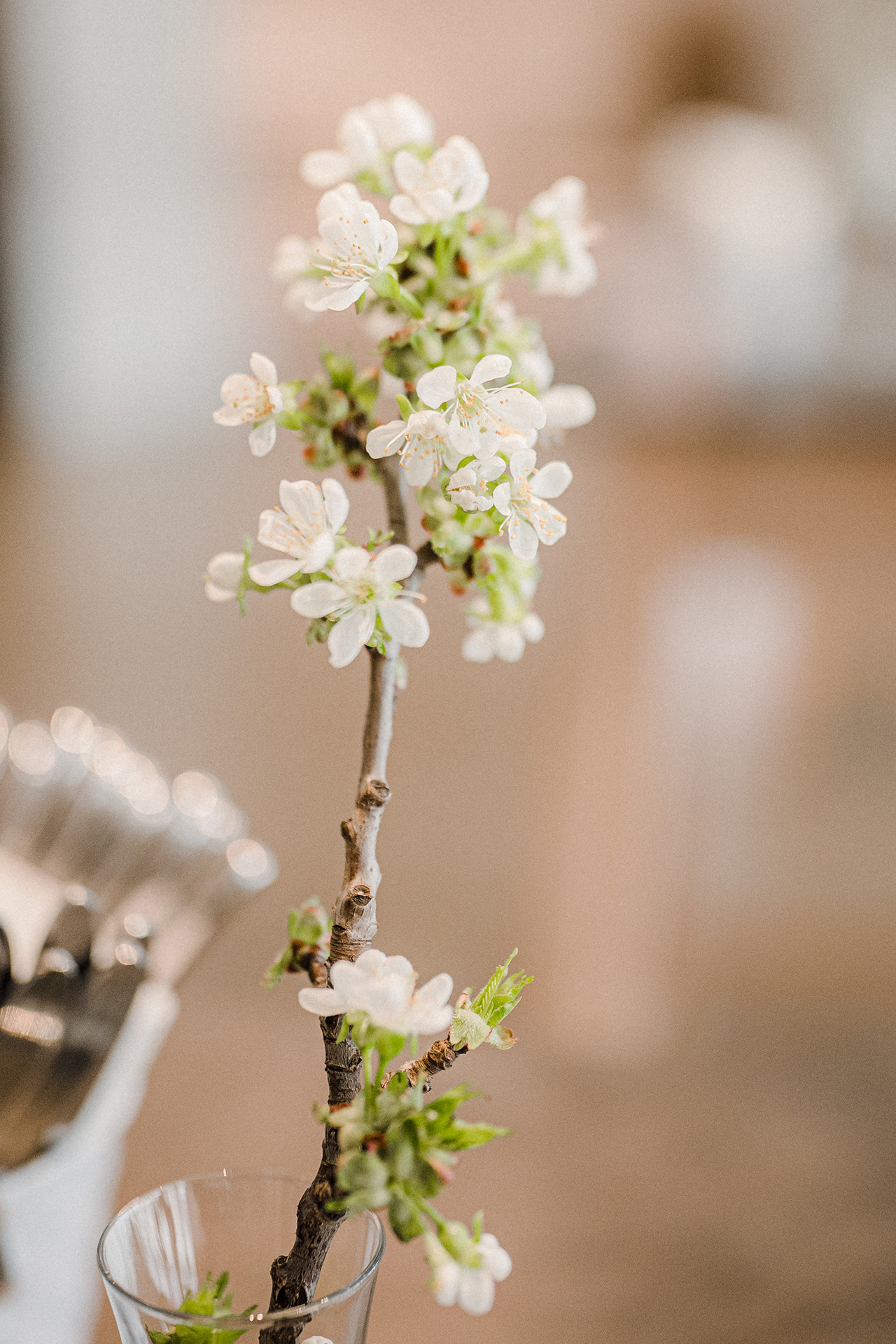 Kirschblüte / Foto: Tourismusverband Nordburgenland / Factory16