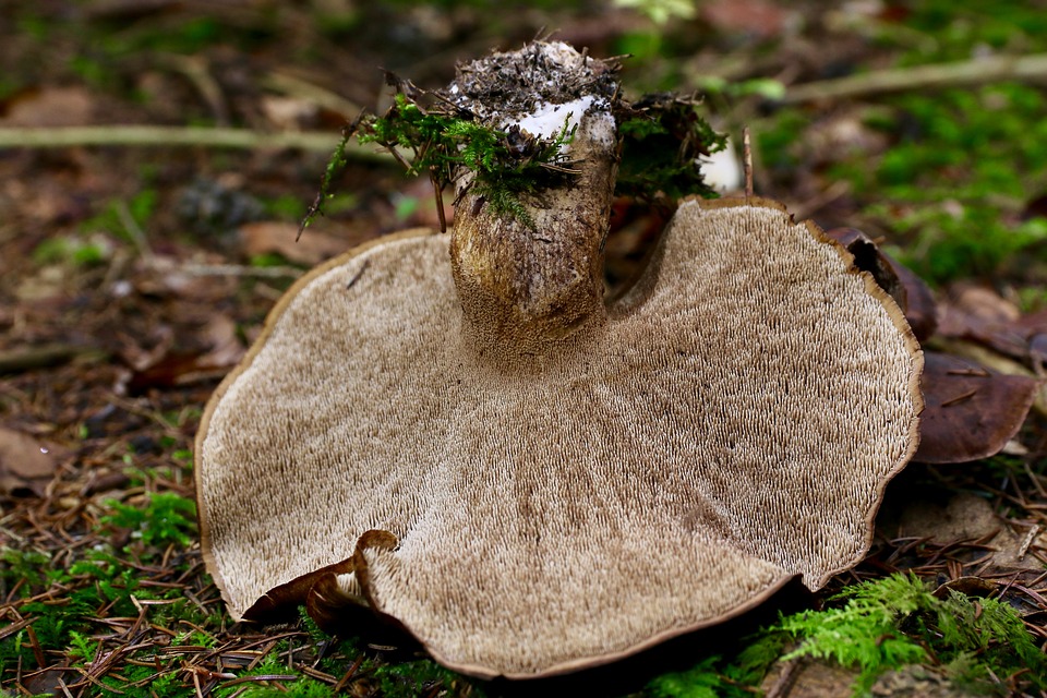 hawk-mushroom-2838964_960_720.jpg