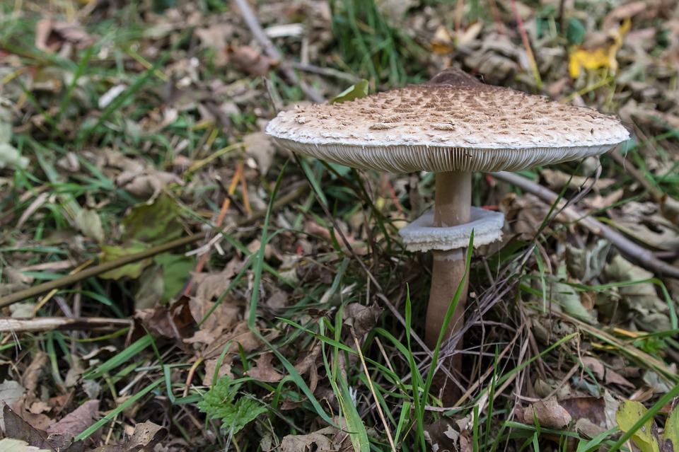 mushroom-1013042_960_720.jpg