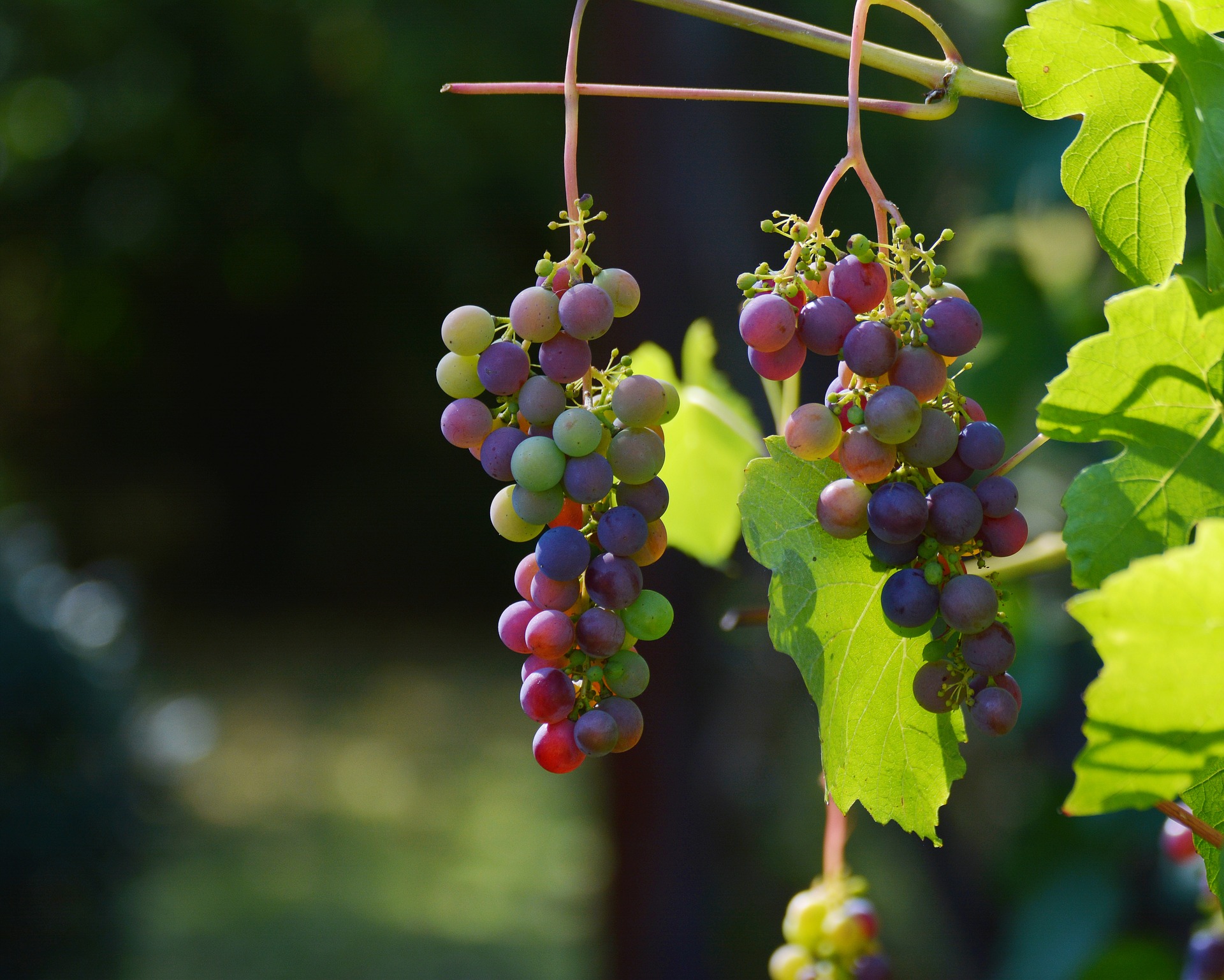 Bild zu: Es wird ein Wein sein...