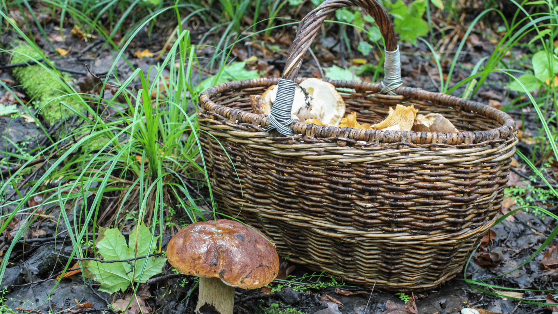 Wissenswertes: Waldpilze richtig erkennen und zuordnen » Neuigkeiten ...