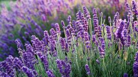 Was wächst denn da? Echter Lavendel