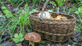 Wissenswertes: Waldpilze richtig erkennen und zuordnen