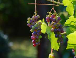 Bild zu: Es wird ein Wein sein...