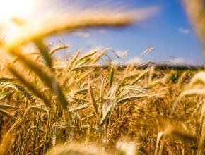 Weizenfeld, darüber blauer Himmel