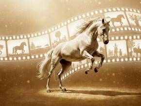 Lipizzania – Horses in Motion
