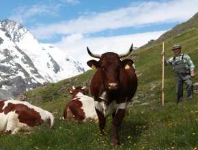 Großglockner