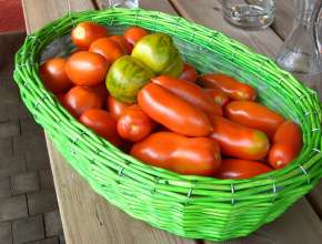 Leuchtendes Grün mitten in kräftigem Rot - Tomatensorten gibt es viele...