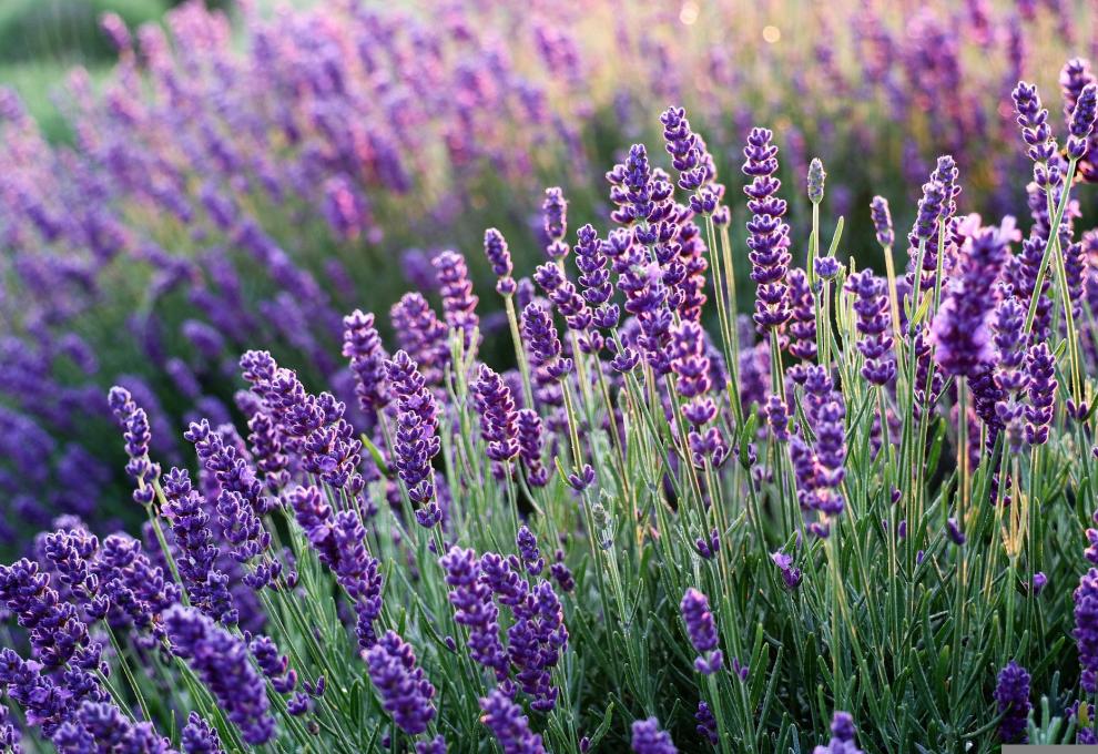 Echter Lavendel