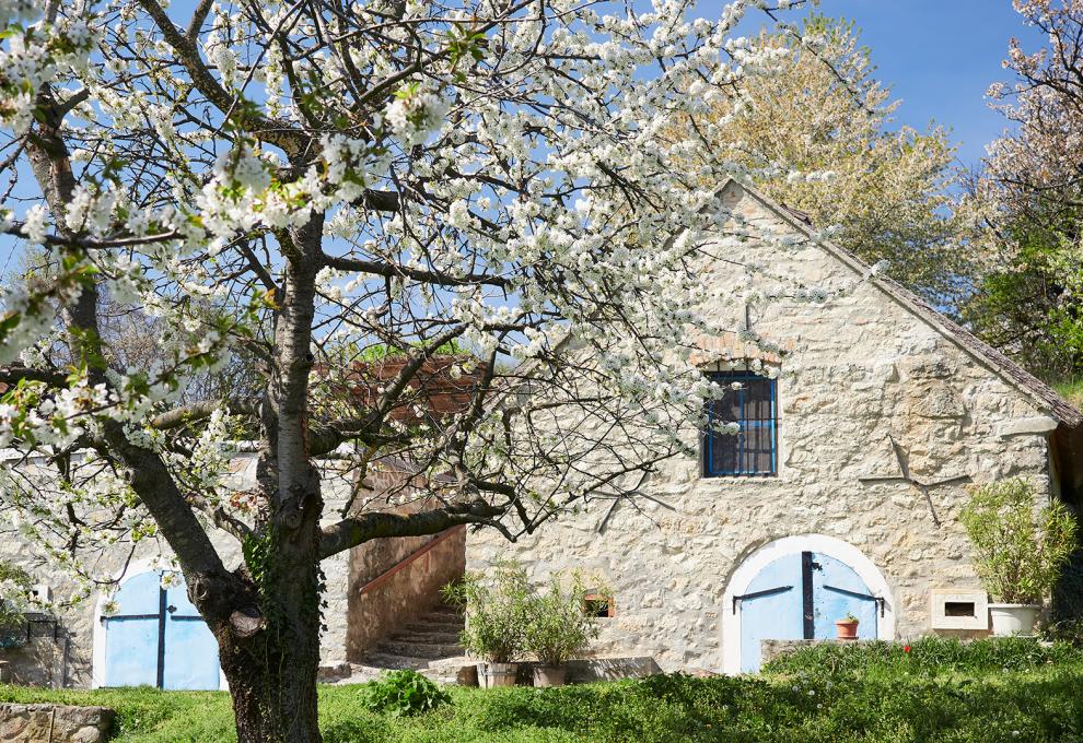 Kellerstöckl und Kirschblüte