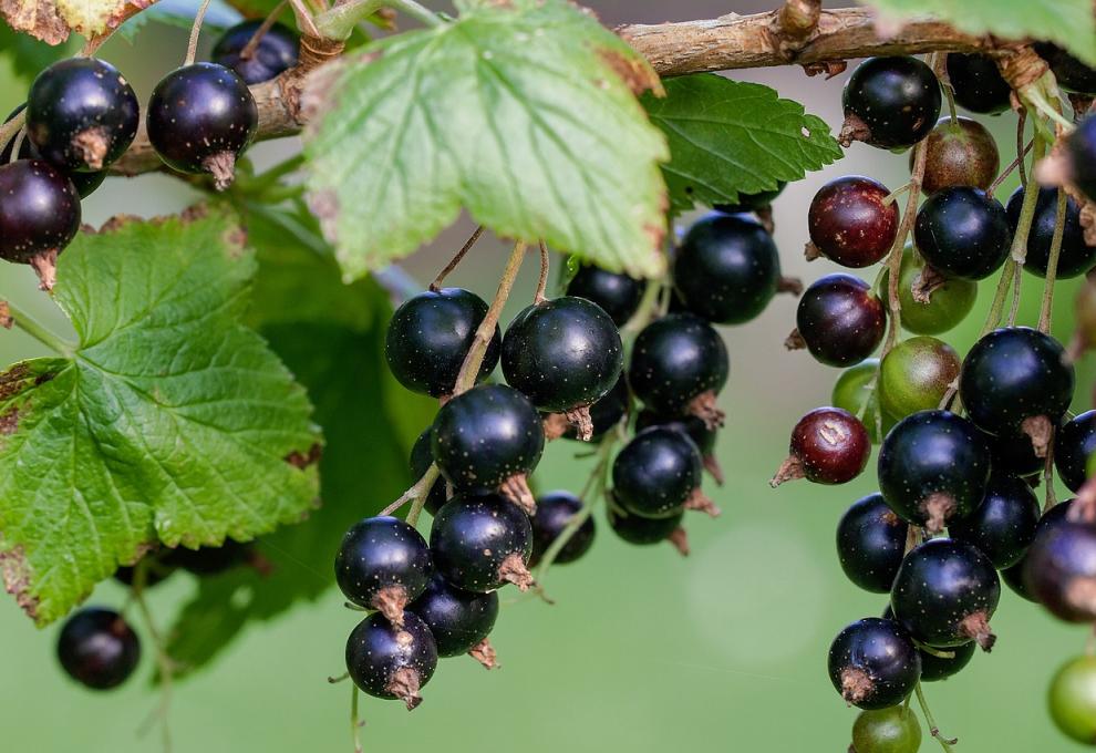 Schwarze Ribisel / Schwarze Johannisbeere