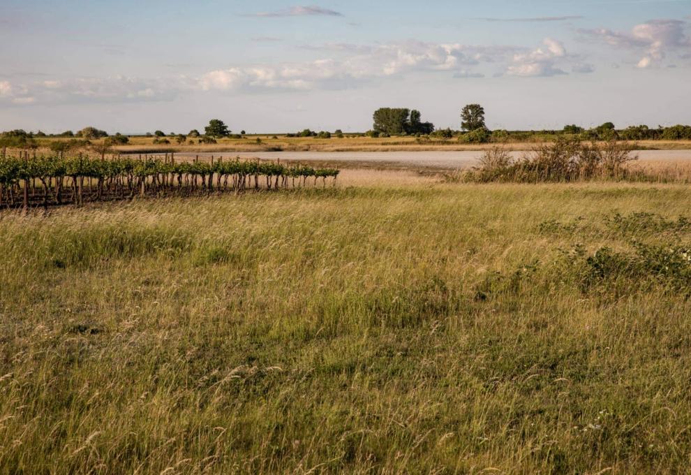 Salzlacken Neusiedler See-Seewinkel