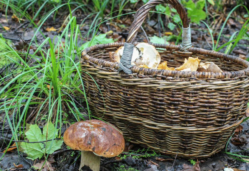Waldpilze erkennen