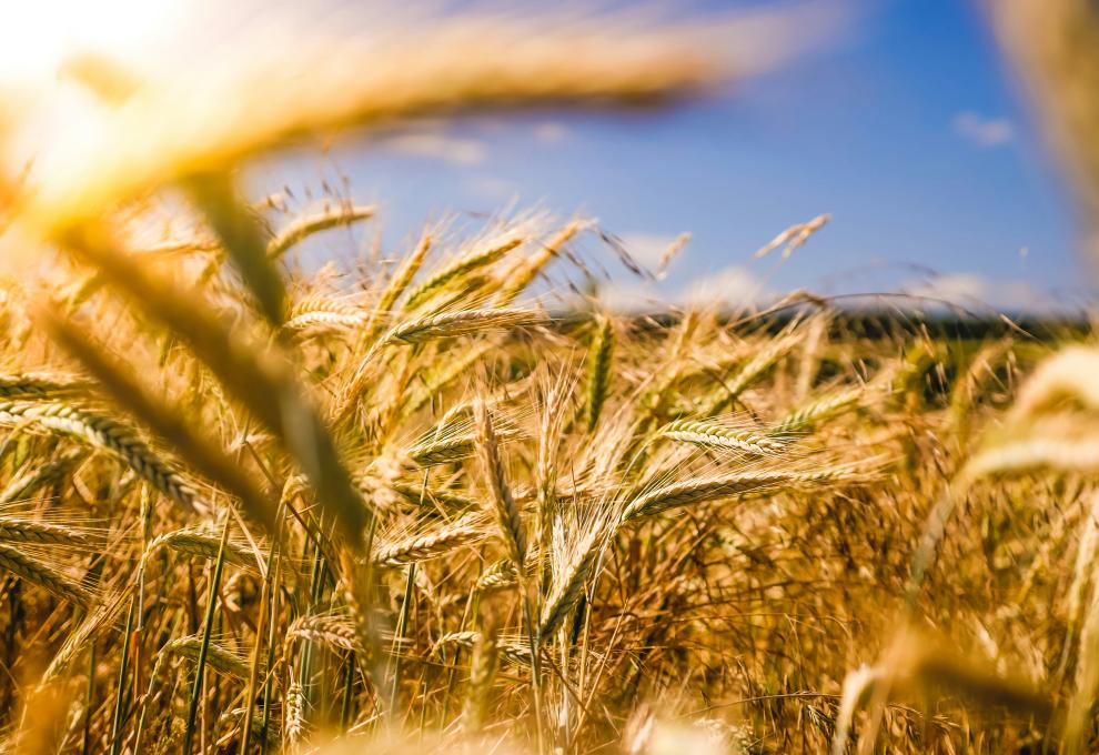 Weizenfeld, darüber blauer Himmel