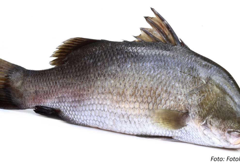 Barramundi