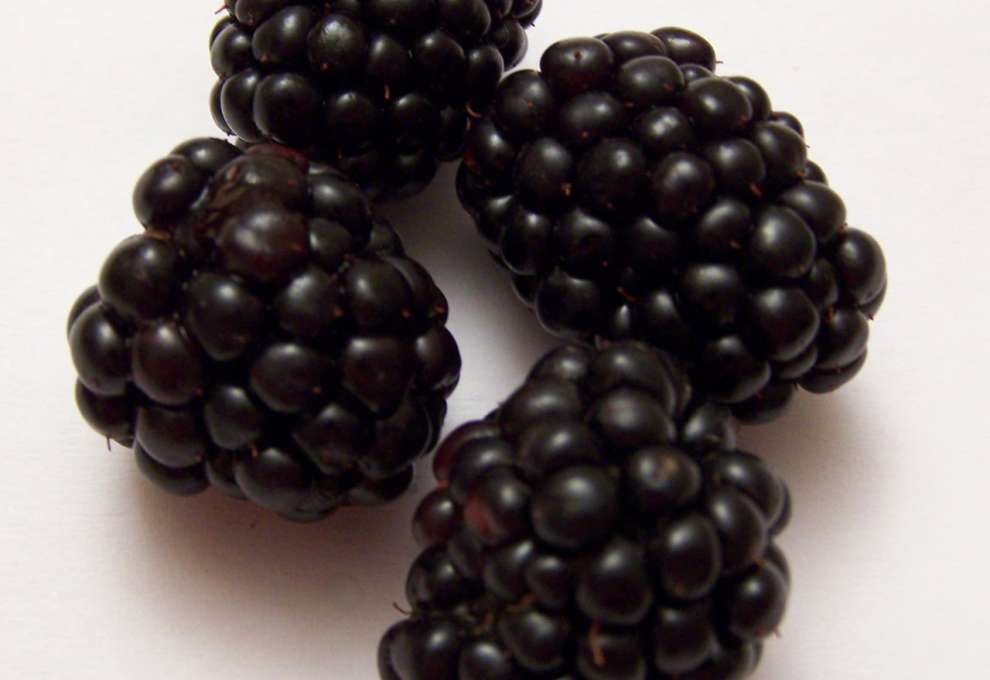 Brombeeren