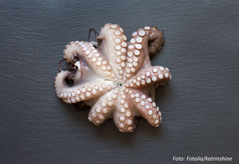 Oktopus