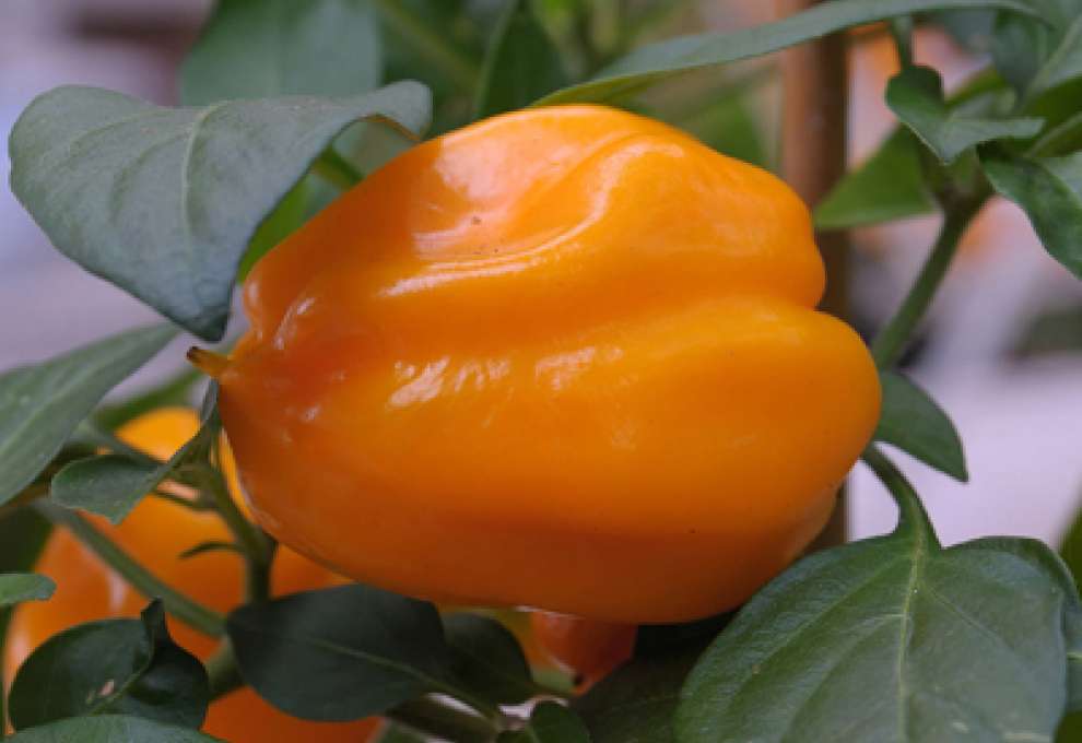 Orangefarbener Paprika