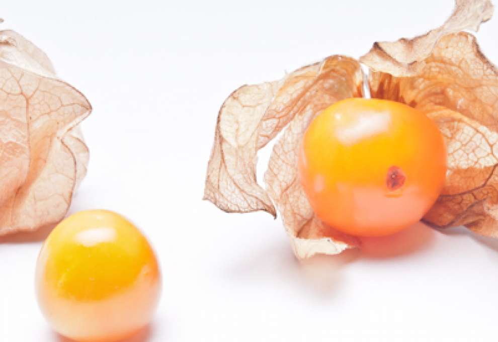 Physalis