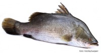 Barramundi