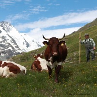 Großglockner